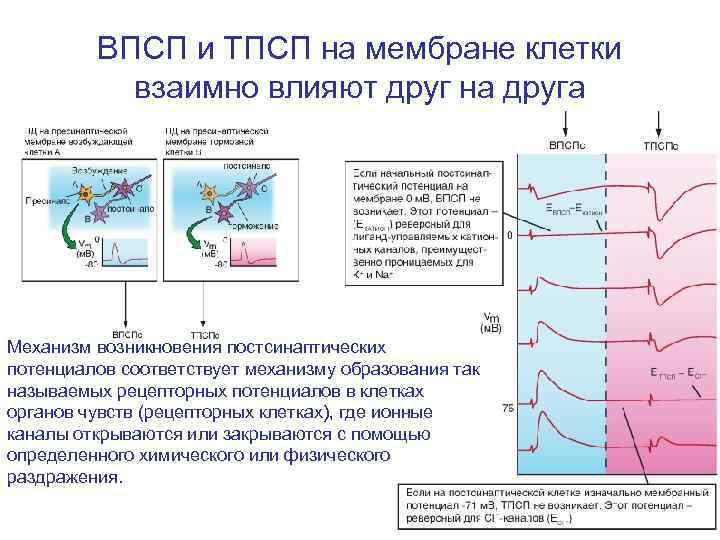 ВПСП и ТПСП на мембране клетки взаимно влияют друг на друга Механизм возникновения постсинаптических