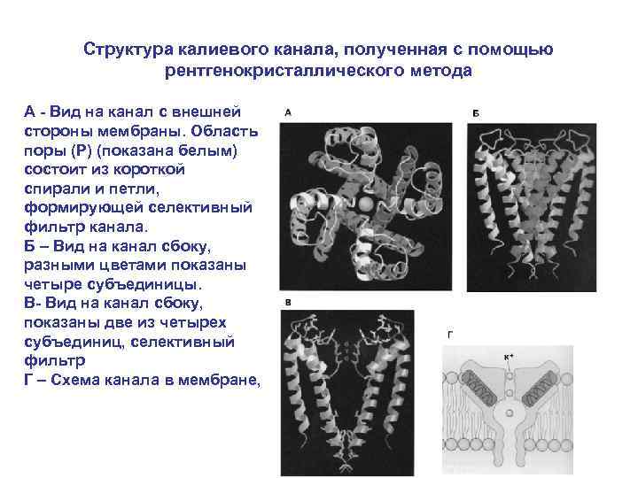 Полученные каналы. Структура калиевого канала. Строение калиевого канала. Калиевый ионный канал. Структура калиевых каналов.