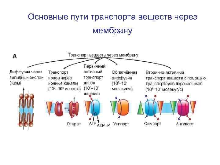 Конспекты лекции физиология. Транспорт через ионные каналы. Строение ионных каналов физиология. Молекулярное строение ионных каналов.