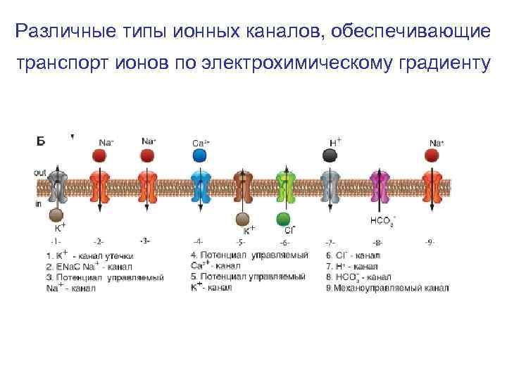 Каналы мембраны. Характеристика ионных каналов физиология каналы утечки. Потенциалчувствительные ионные каналы. Структура потенциал активируемых ионных каналов. Потенциал чувствительные ионные каналы.