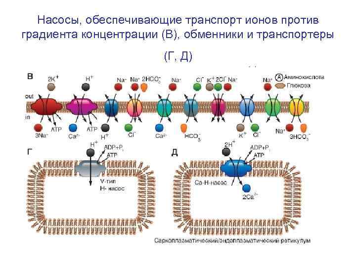 Ионные каналы и насосы. Ионные каналы и насосы физиология. Транспорт против градиента концентрации. Ионный канал, Транспортер ионов и ионная помпа.