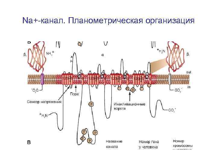 Na+-канал. Планометрическая организация 