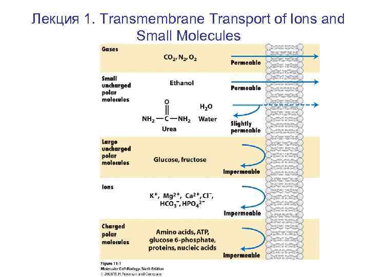 Лекция 1. Transmembrane Transport of Ions and Small Molecules 
