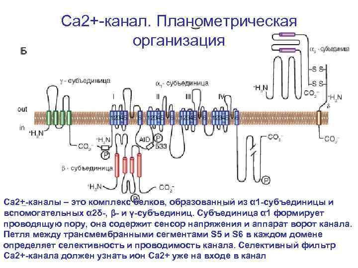 Са 2+-канал. Планометрическая организация Са 2+-каналы – это комплекс белков, образованный из α 1