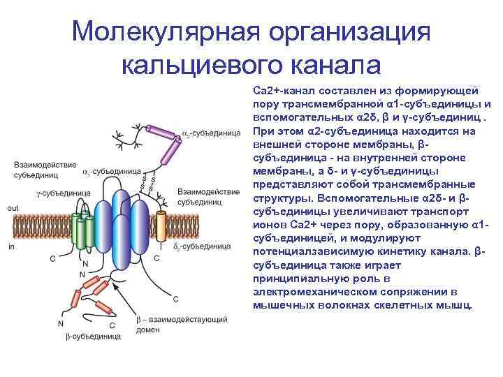 Молекулярные признаки