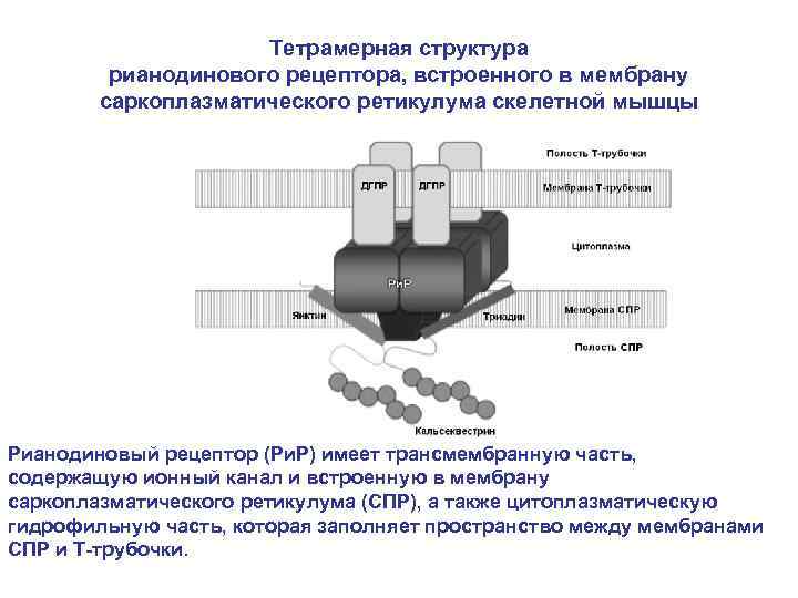 Тетрамерная структура рианодинового рецептора, встроенного в мембрану саркоплазматического ретикулума скелетной мышцы Рианодиновый рецептор (Ри.
