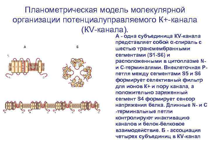 Молекулярная организация. Модель молекулярной организации ионного канала.. Молекулярная физиология. Строение потенциалуправляемого натриевого канала.