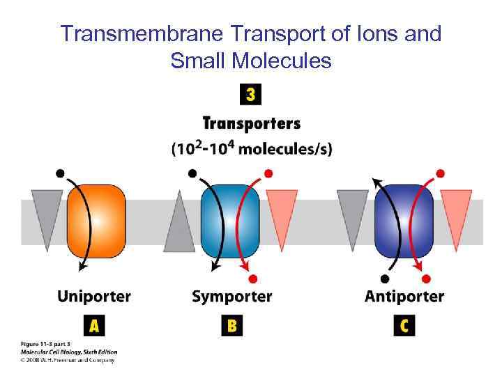 Transmembrane Transport of Ions and Small Molecules 