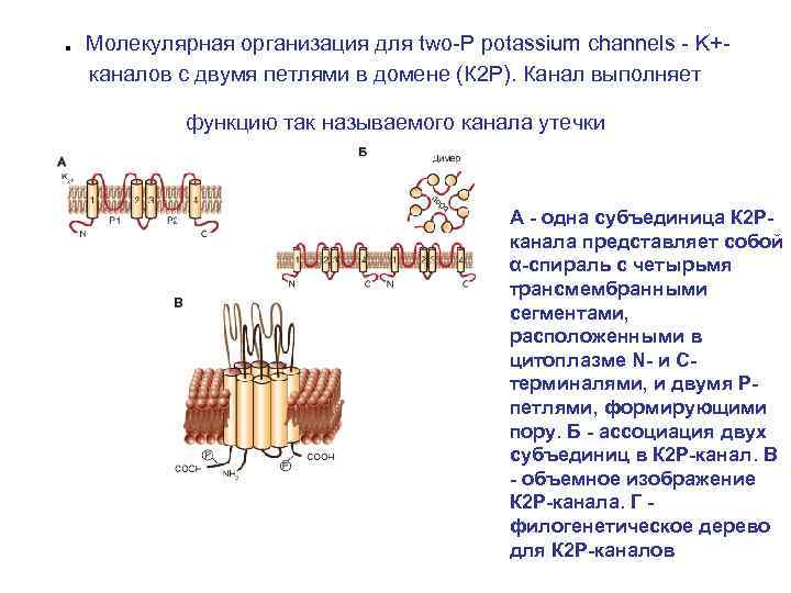 . Молекулярная организация для two-P potassium channels - K+каналов с двумя петлями в домене