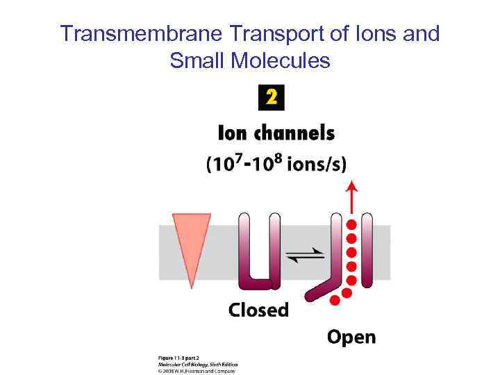 Transmembrane Transport of Ions and Small Molecules 