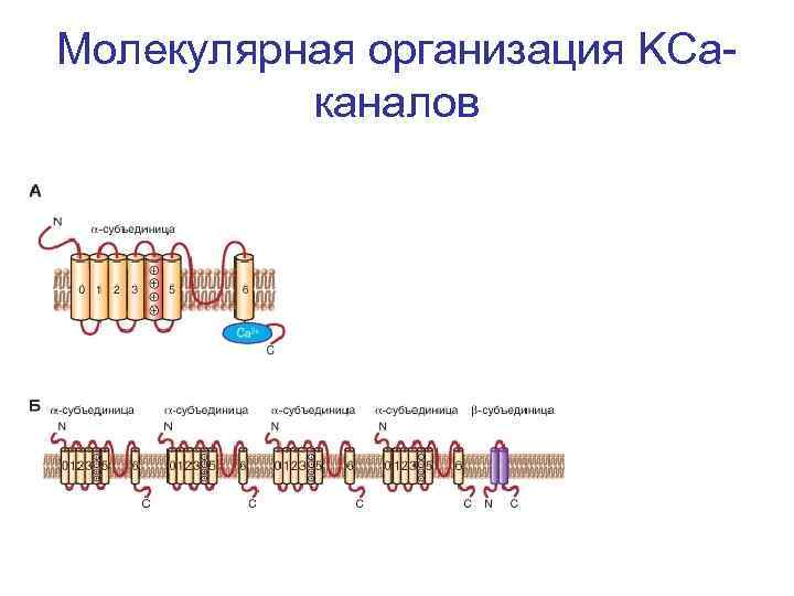 Молекулярная организация