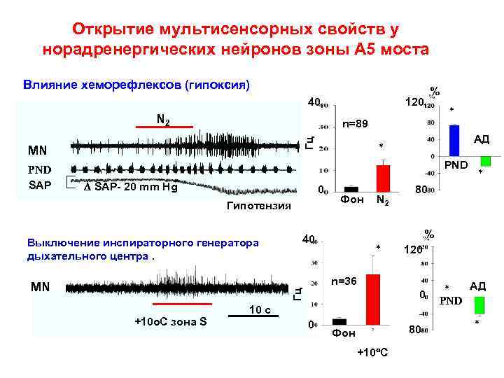 Открытие мультисенсорных свойств у норадренергических нейронов зоны А 5 моста Влияние хеморефлексов (гипоксия) 40