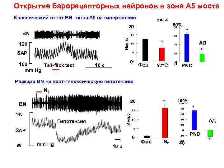 Открытие барорецепторных нейронов в зоне А 5 моста Классический ответ BN зоны А 5
