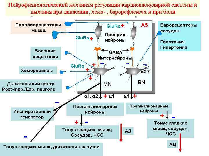 Нейрофизиологический механизм регуляции кардиоваскулярной системы и дыхания при движении, хемо- , барорефлексах и при