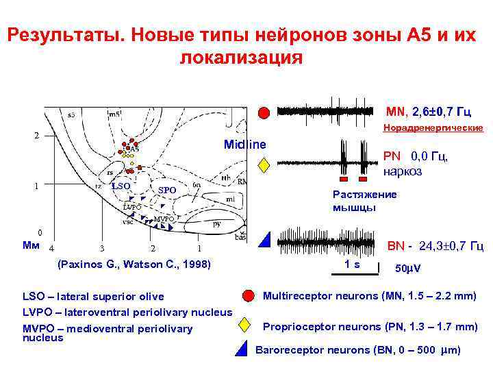 Результаты. Новые типы нейронов зоны А 5 и их локализация MN, 2, 6± 0,