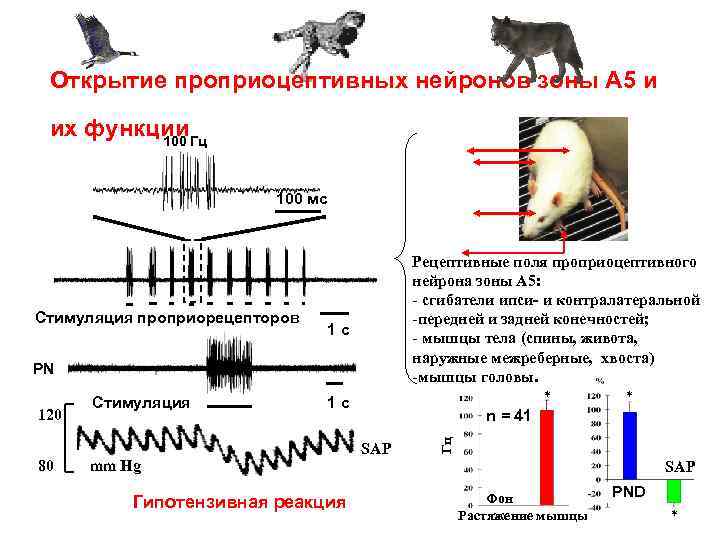 Открытие проприоцептивных нейронов зоны А 5 и их функции Гц 100 мс 1 с