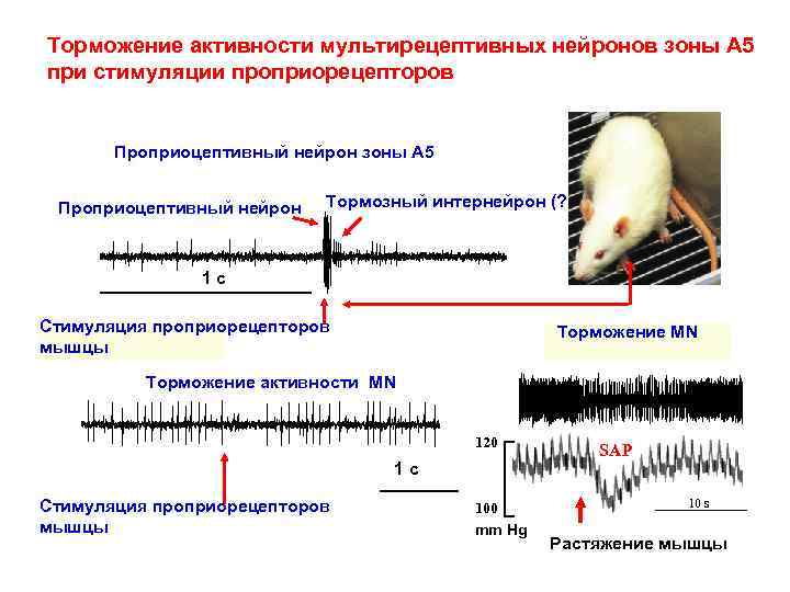 Торможение активности мультирецептивных нейронов зоны А 5 при стимуляции проприорецепторов Проприоцептивный нейрон зоны А