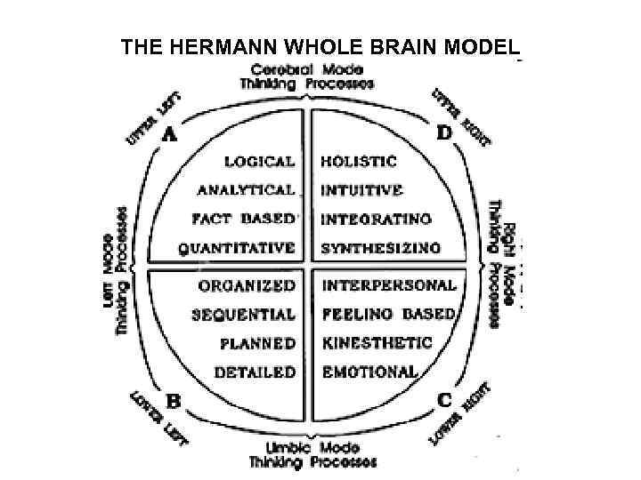 THE HERMANN WHOLE BRAIN MODEL 