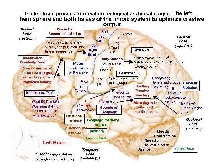 The left brain process information in logical analytical stages. The left hemisphere and both