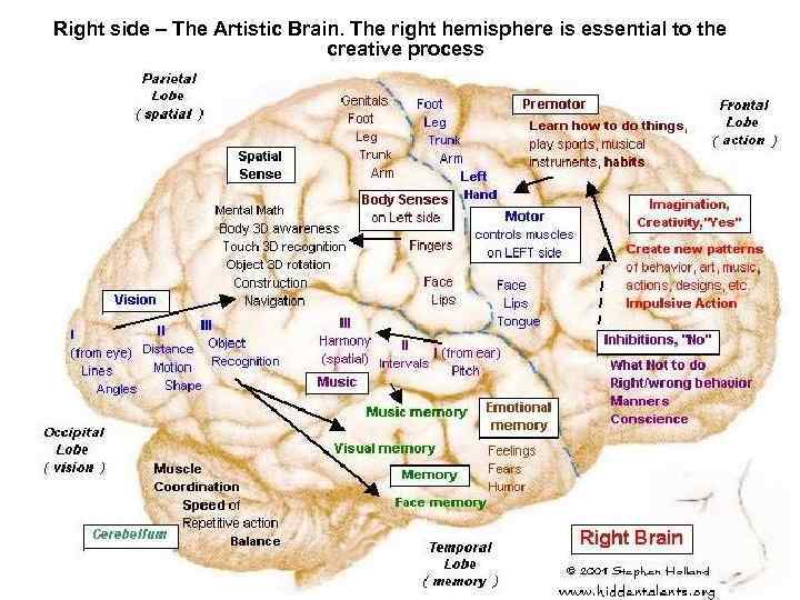 Right side – The Artistic Brain. The right hemisphere is essential to the creative