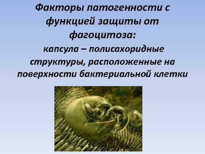 Факторы патогенности с функцией защиты от фагоцитоза: капсула – полисахоридные структуры, расположенные на поверхности