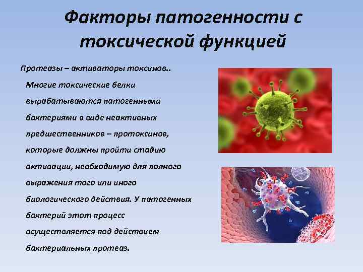Факторы патогенности с токсической функцией Протеазы – активаторы токсинов. . Многие токсические белки вырабатываются