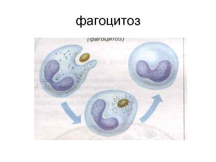 Фагоцитоз картинки для презентации