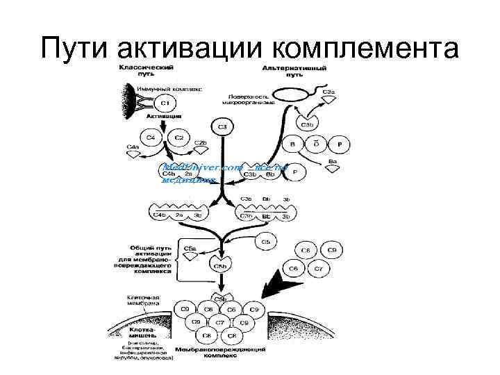 Схема активация комплемента