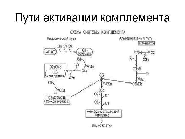 Пути активации комплемента