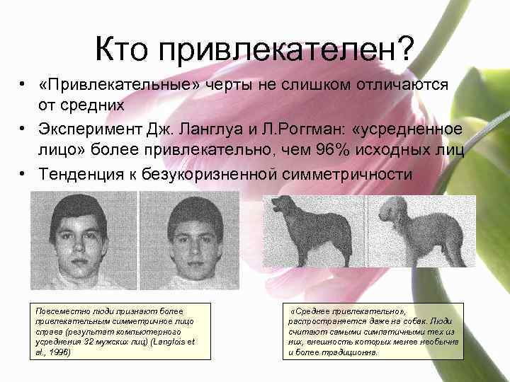 Кто привлекателен? • «Привлекательные» черты не слишком отличаются от средних • Эксперимент Дж. Ланглуа