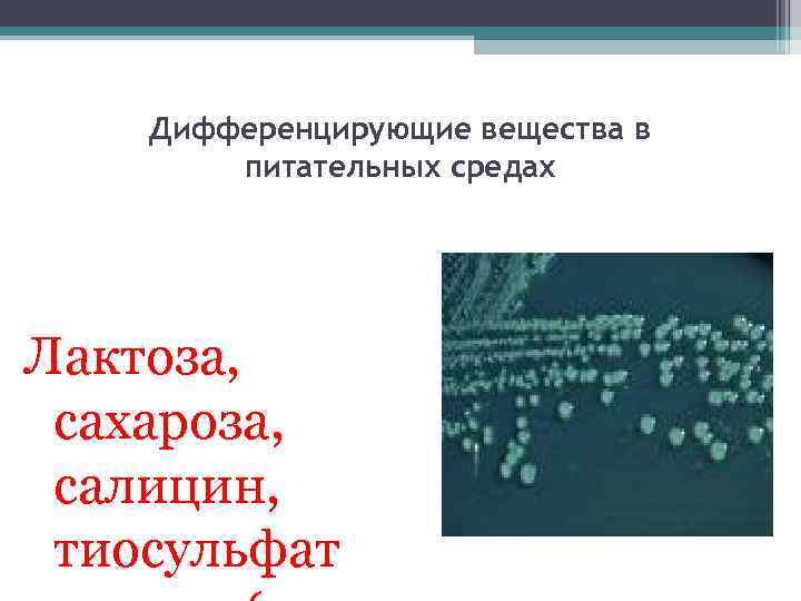 Дифференцирующие вещества в питательных средах Лактоза, сахароза, салицин, тиосульфат 