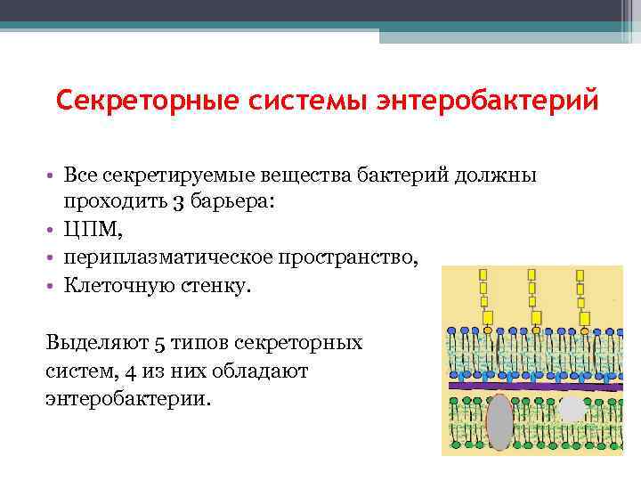 Основной компонент клеточной стенки