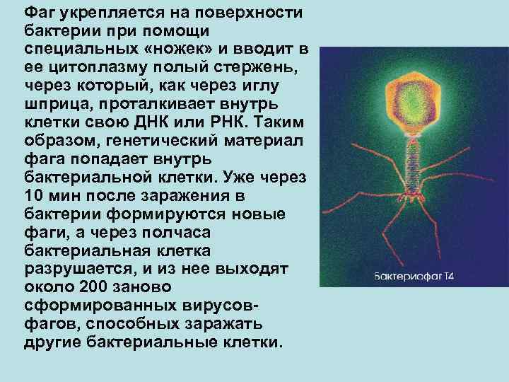 Фаг укрепляется на поверхности бактерии при помощи специальных «ножек» и вводит в ее цитоплазму