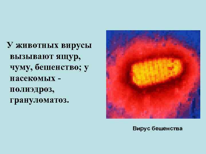 У животных вирусы вызывают ящур, чуму, бешенство; у насекомых полиэдроз, грануломатоз. Вирус бешенства 