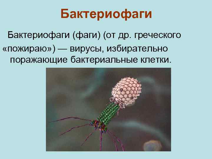 Бактериофаги (фаги) (от др. греческого «пожираю» ) — вирусы, избирательно поражающие бактериальные клетки. 