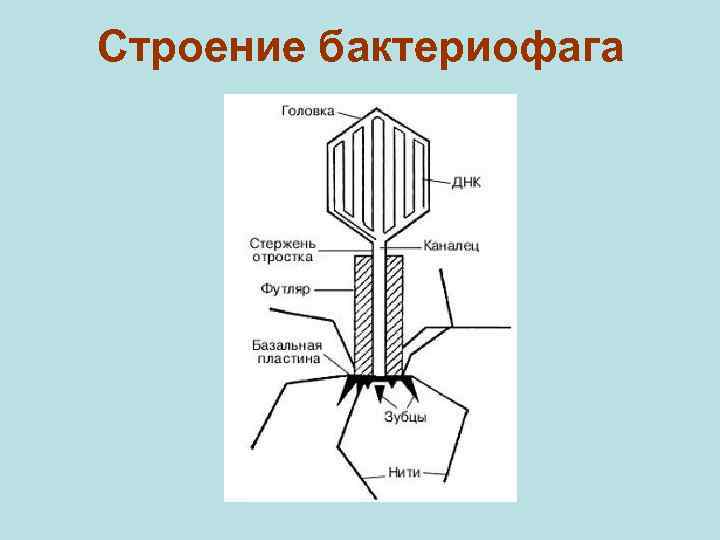 Рисунок бактериофага с подписями