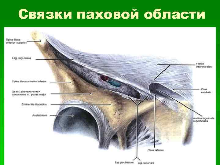 Где связки