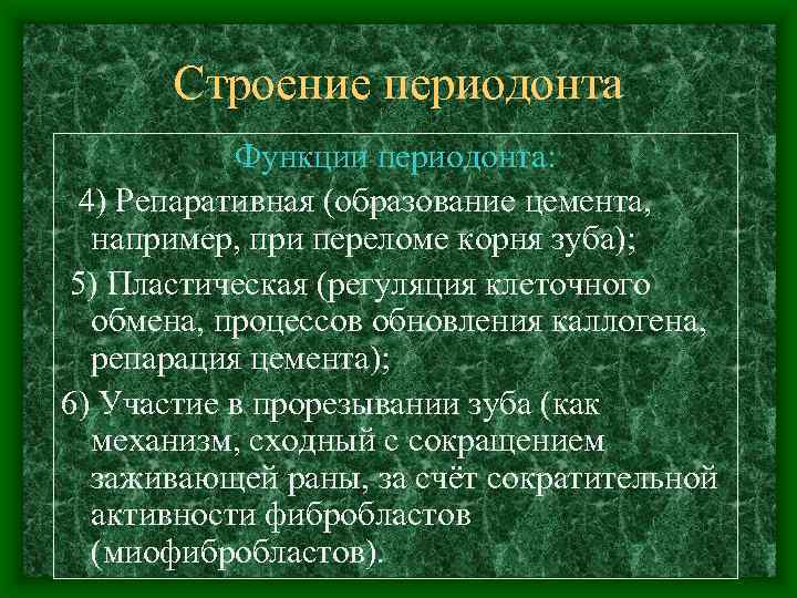 Строение периодонта Функции периодонта: 4) Репаративная (образование цемента, например, при переломе корня зуба); 5)