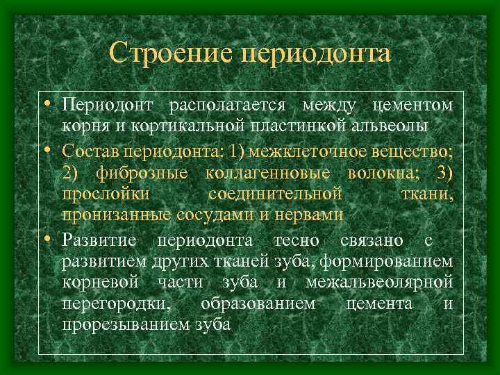 Строение периодонта • Периодонт располагается между цементом корня и кортикальной пластинкой альвеолы • Состав