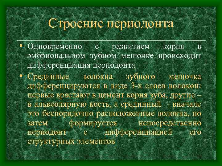 Строение периодонта • Одновременно с развитием корня в эмбриональном зубном мешочке происходит дифференциация периодонта