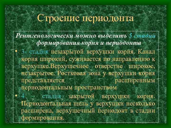 Строение периодонта Рентгенологически можно выделить 5 стадий формирования корня и периодонта • 3 -