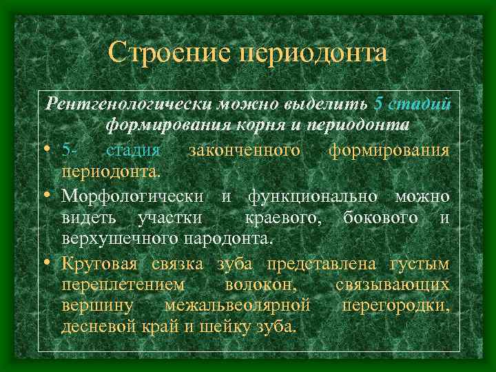 Строение периодонта Рентгенологически можно выделить 5 стадий формирования корня и периодонта • 5 -