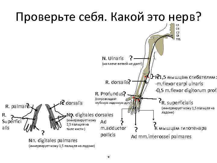 Проверьте себя. Какой это нерв? C 5 C 6 C 7 C 8 Th