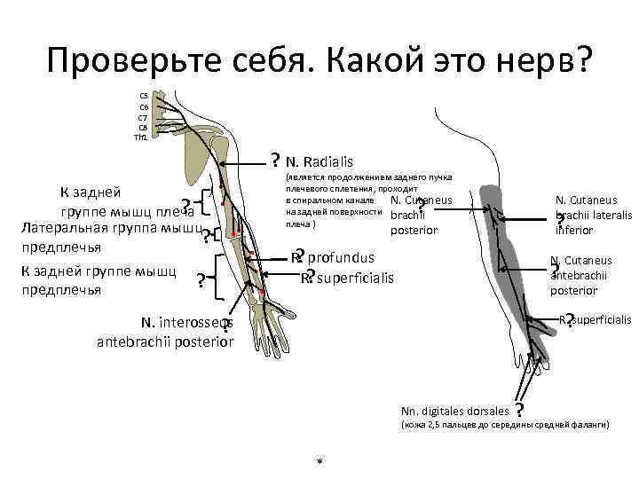 Пучки плечевого сплетения схема