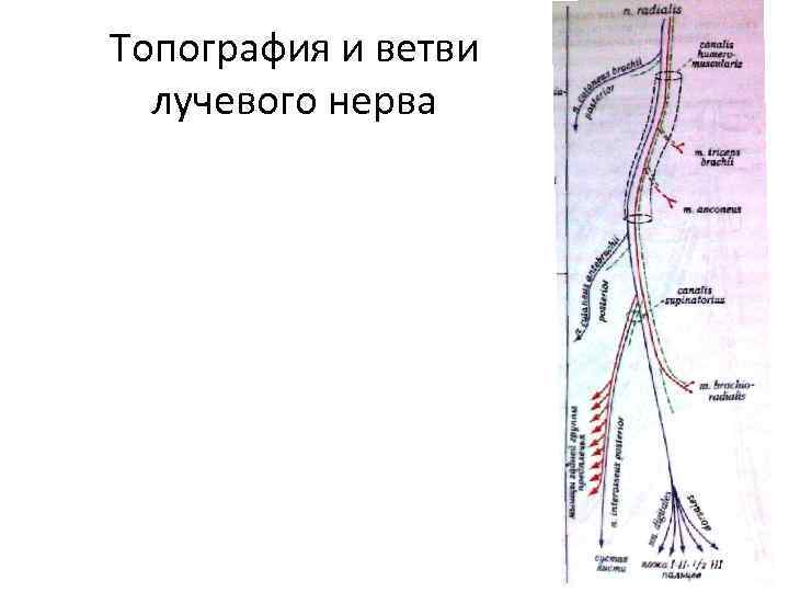 Топография и ветви лучевого нерва 