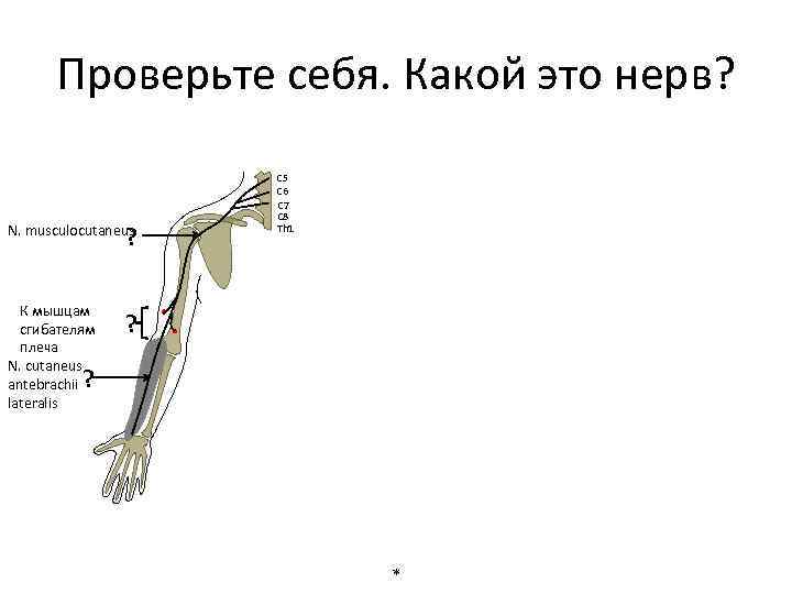 Проверьте себя. Какой это нерв? ? N. musculocutaneus К мышцам сгибателям плеча N. cutaneus