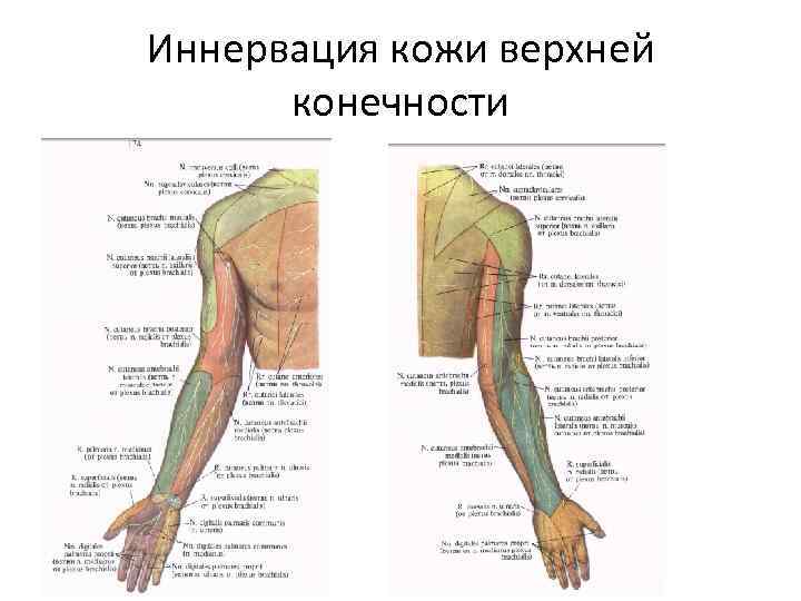 Иннервация кожи верхней конечности 