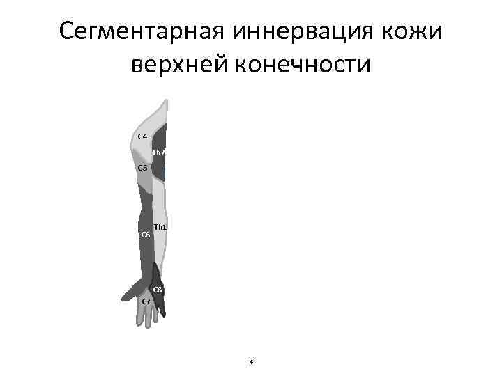 Сегментарная иннервация кожи верхней конечности C 4 Th 2 C 5 C 6 Th