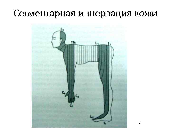 Сегментарная иннервация кожи * 