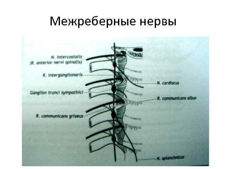 Межреберные нервы 
